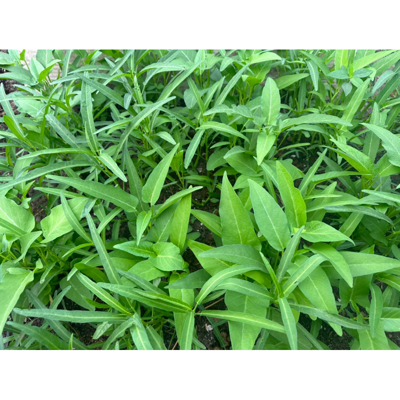 จุลินทรีย์สังเคราะห์แสง 1ลิตร ลูกดก ใบสวย บ่ม3เดือน - รูปที่ 5