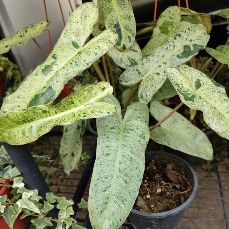 ฟิโล พาไรโซ่ด่าง Philodendron paraiso verde variegated
