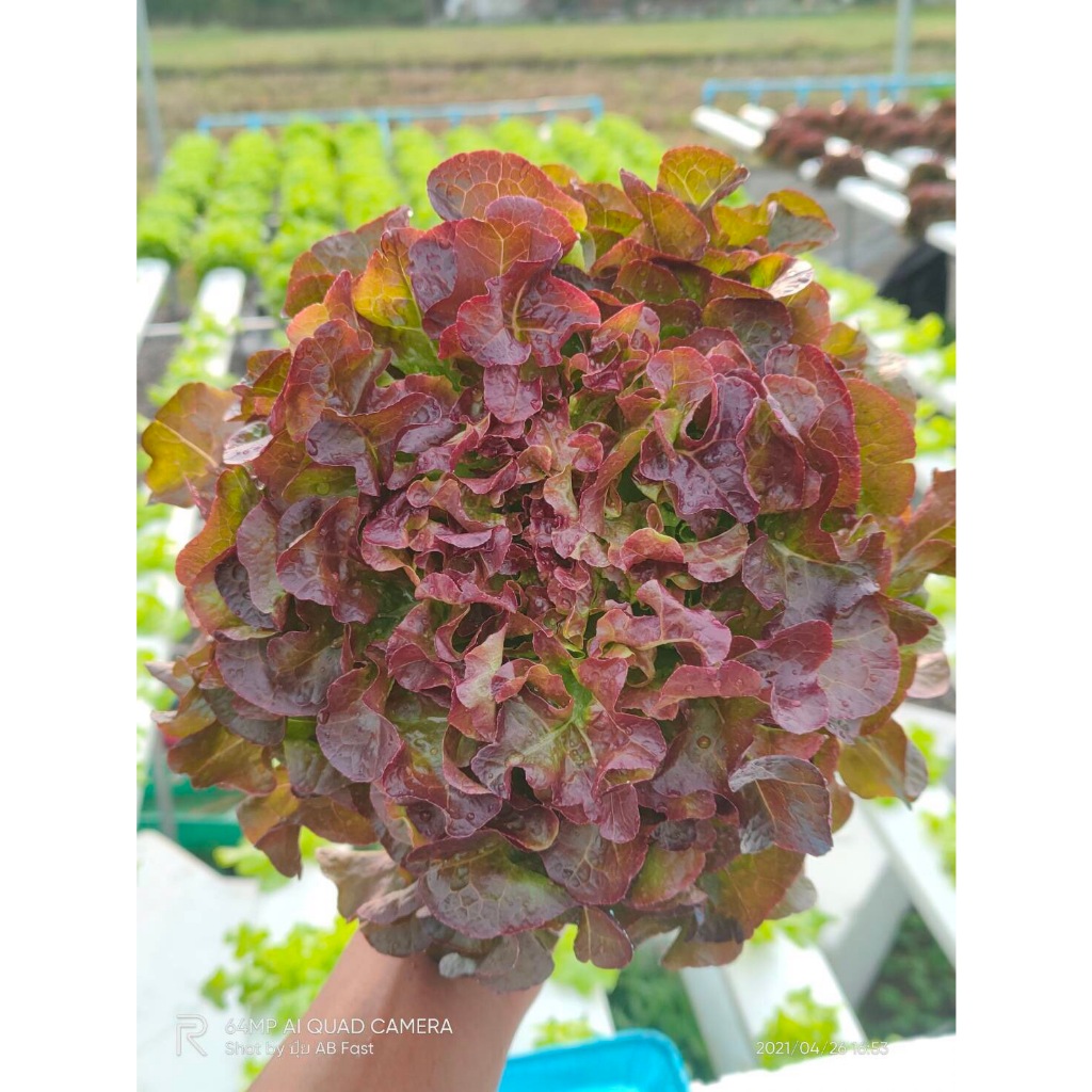 red oak (ฺRed Splash) Hi-Q (ไม่เคลือบ) ทนร้อน เมล็ดสีดำ