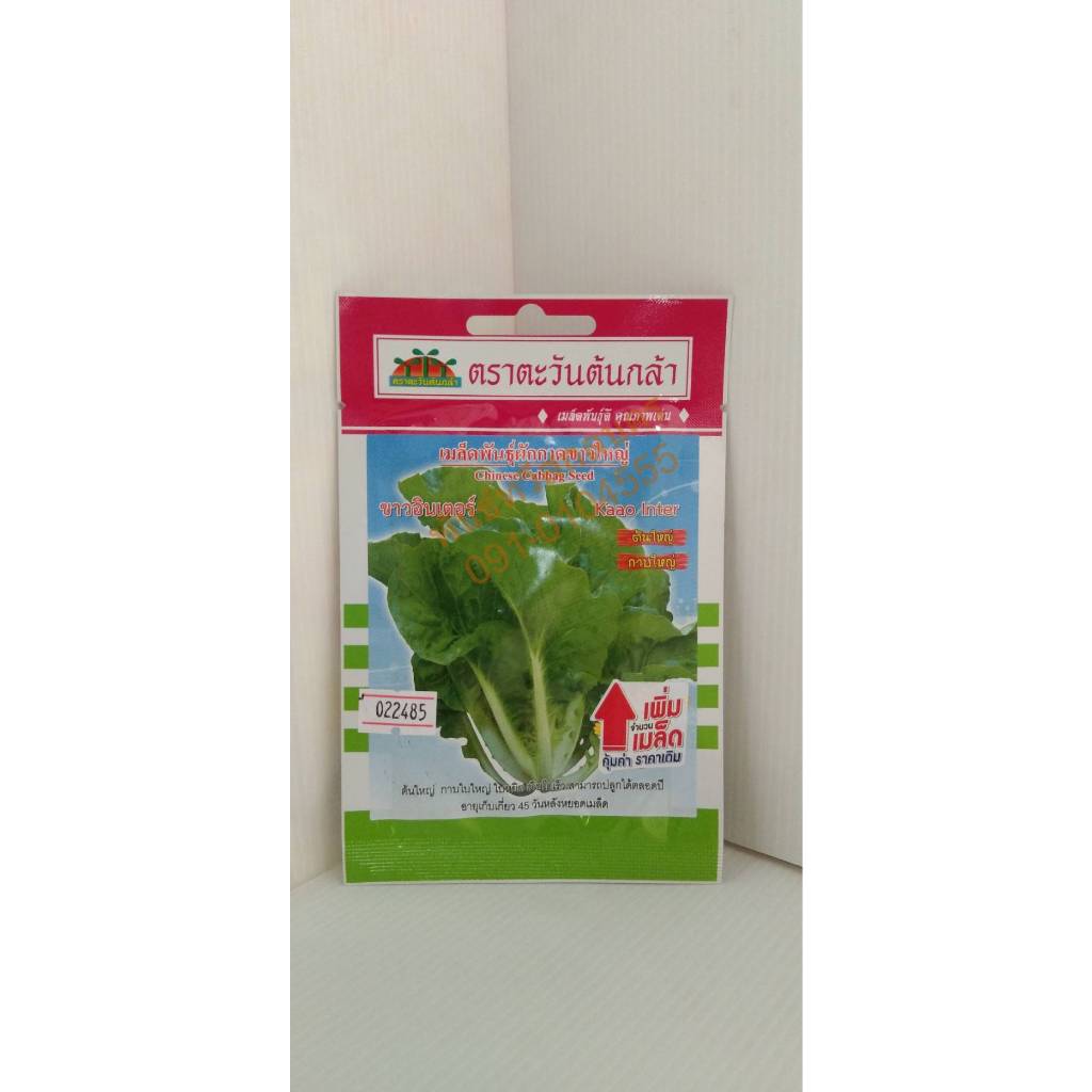 เมล็ดผักกาดขาว อินเตอร์ V66