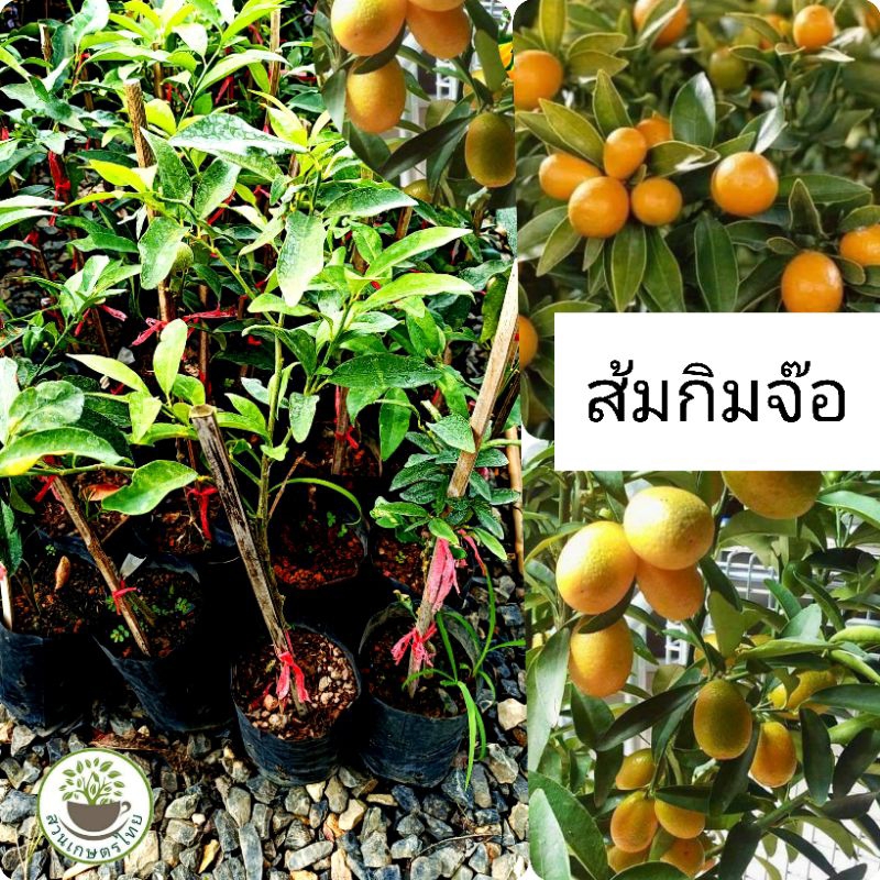 ต้นส้มกิมจ้อ หรือ ส้มกัมควอทซ์ ส้มที่มีปลูกง่าย ติดผลเร็ว ต้นเสียยอด ส้มกิมจ้อ