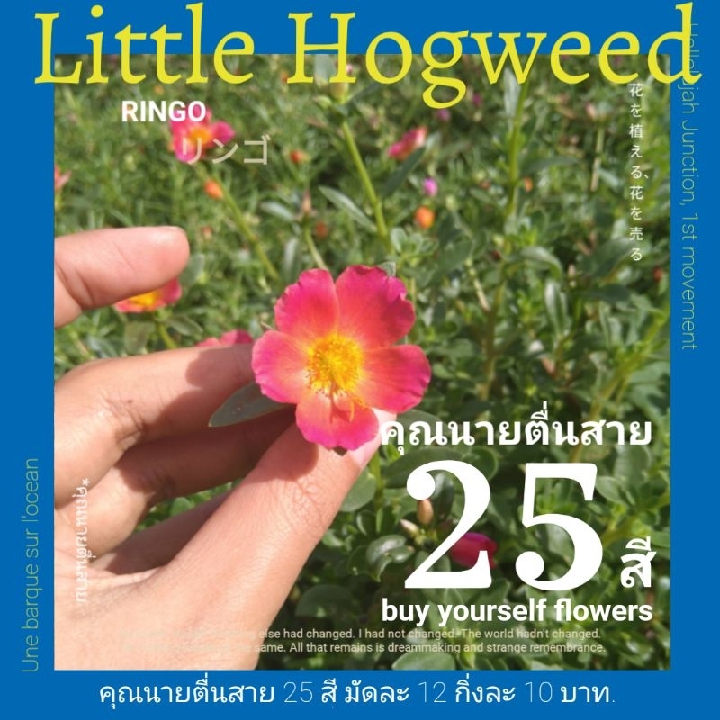 คุณนายตื่นสาย 25 สี 12 กิ่ง/10 บาท เลือกสีได้!