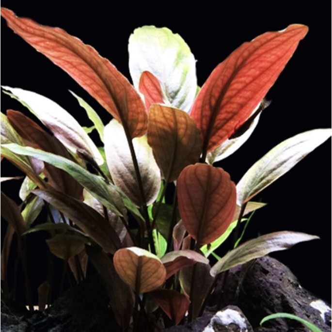 Lagenandra meeboldii red รูปที่ 2