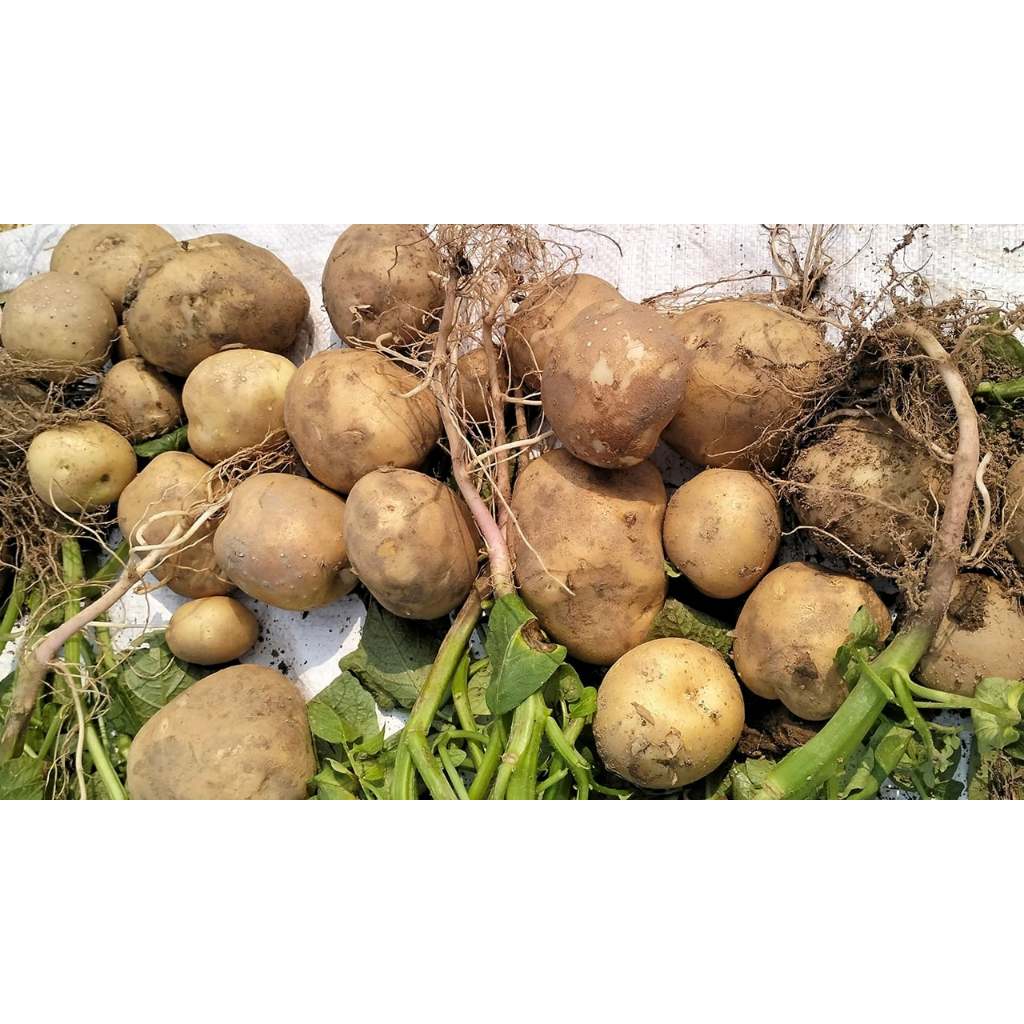 ต้นพันธุ์ มันฝรั่ง white potato  มันอาลู, มันอีลู พร้อมปลูกในถุงดำ 39 บาท