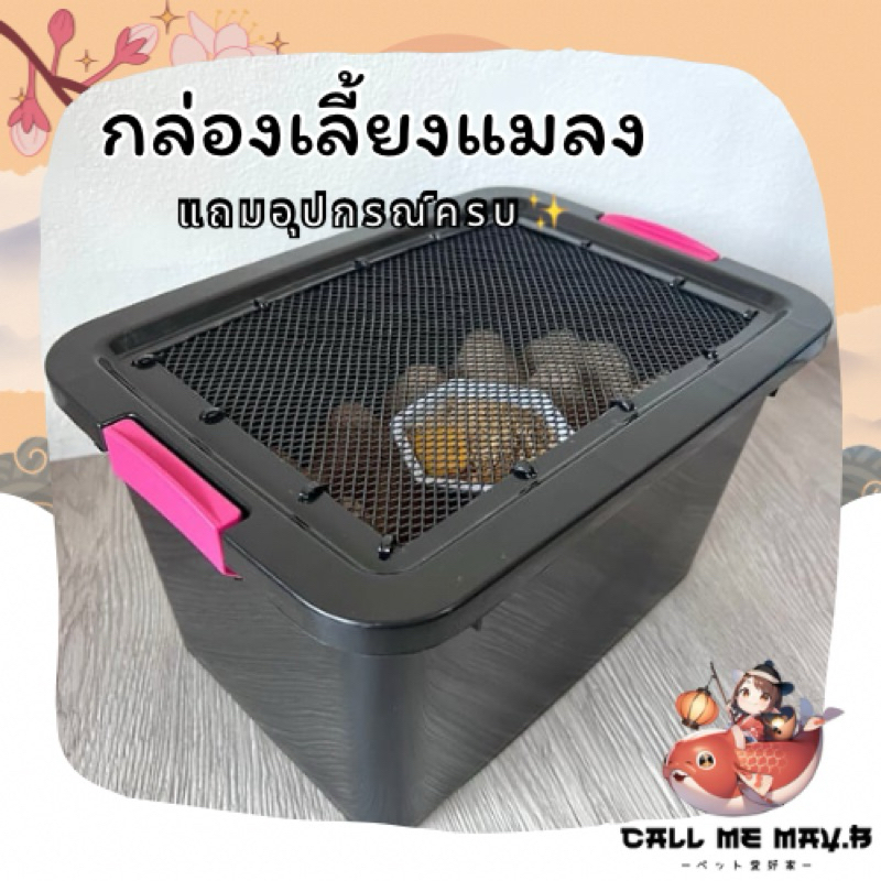 กล่องพลาสติกเลี้ยงแมลง ติดมุ้งไฟเบอร์ เลี้ยงสัตว์ขนาดเล็ก กล่องเพาะพันธุ์ | พร้อมอุปกรณ์เริ่มเลี้ยง