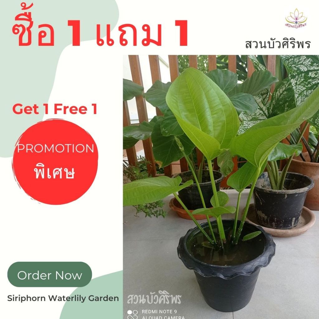 ซื้อ 1 แถม 1 บัวอเมซอน ต้นไม้ปรับสภาพน้ำ ตกแต่งอ่าง/ตู้ปลาสวยงาม