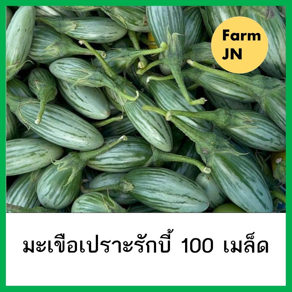 เมล็ดมะเขือเปราะรักบี้ มะเขือเปราะ เมล็ดผักสวนครัว ผักสวนครัว 10แถม1 คละได้