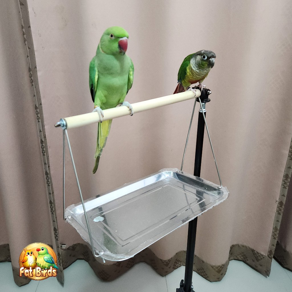 คอนนกแบบขาตั้ง มีถาดรองสแตนเลส ถอดมาตั้งโต๊ะได้ สำหรับนกขนาดเล็กถึงขนาดกลาง น้ำหนักเบา ขนย้ายสะดวก