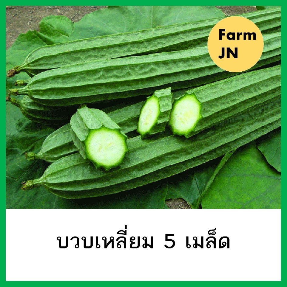 เมล็ดผัก เมล็ดบวบ บวบ เมล็ดผักสวนครัว เมล็ดผักกินผล ผักกินผล 10แถม1
