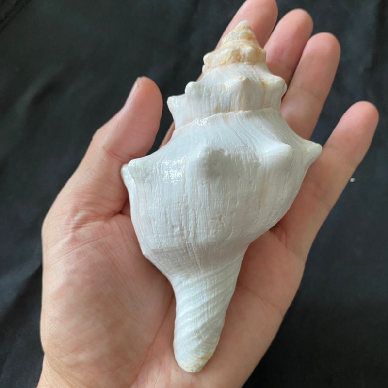 หอยสังข์สีขาว เปลือกหอยหอยทากขนาดใหญ่ CHI XUAN WHITE&LONG conch shell 6-15cm