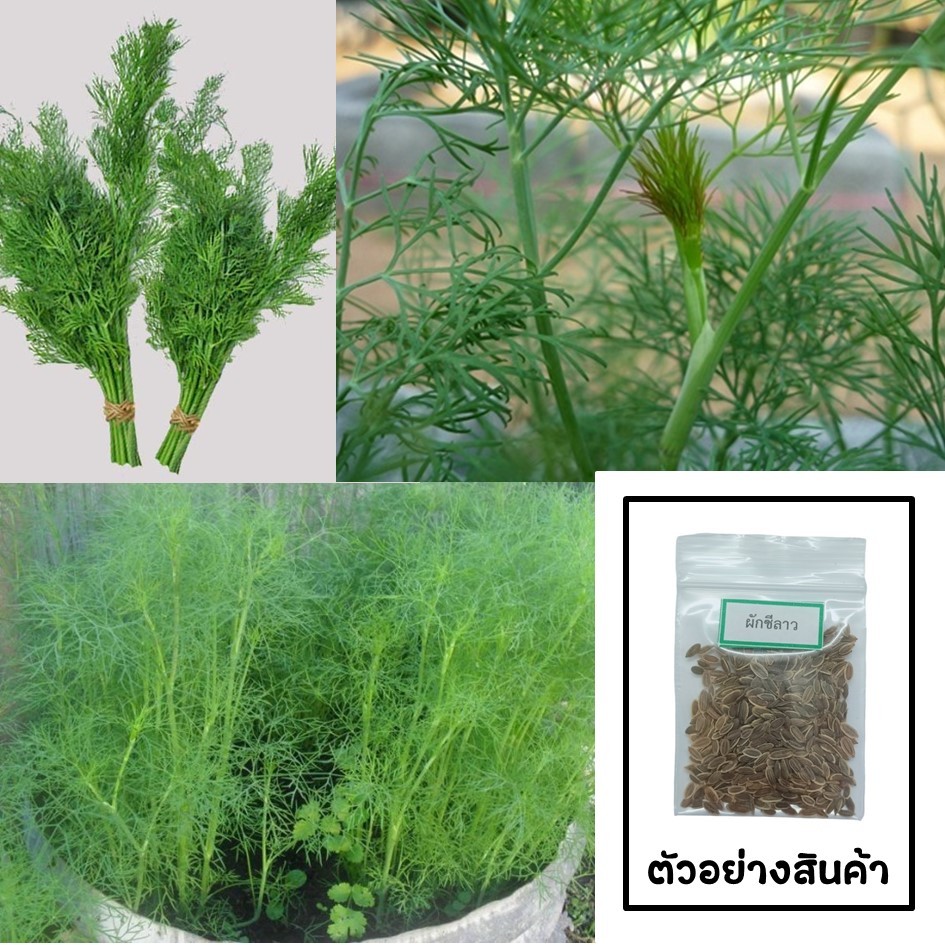 เมล็ดผักชีลาว 200 เมล็ด 🌱 ซื้อ 10 แถม 2 คละได้ 💥 เลือกของแถมได้ คิดถึงเมล็ดผัก คิดถึง skinsun