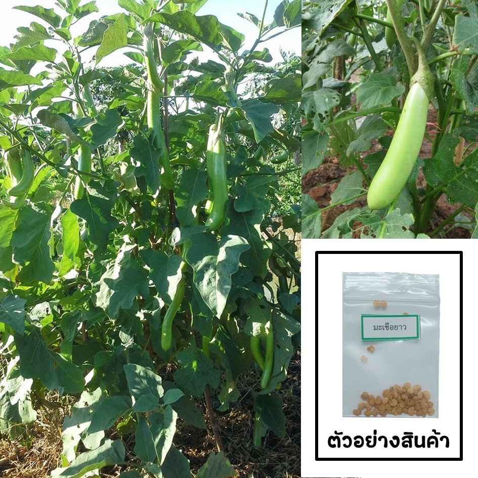 เมล็ดมะเขือยาว 30 เมล็ด 🌱 ซื้อ 10 แถม 2 คละได้ 💥 เลือกของแถมได้ คิดถึงเมล็ดผัก คิดถึง skinsun