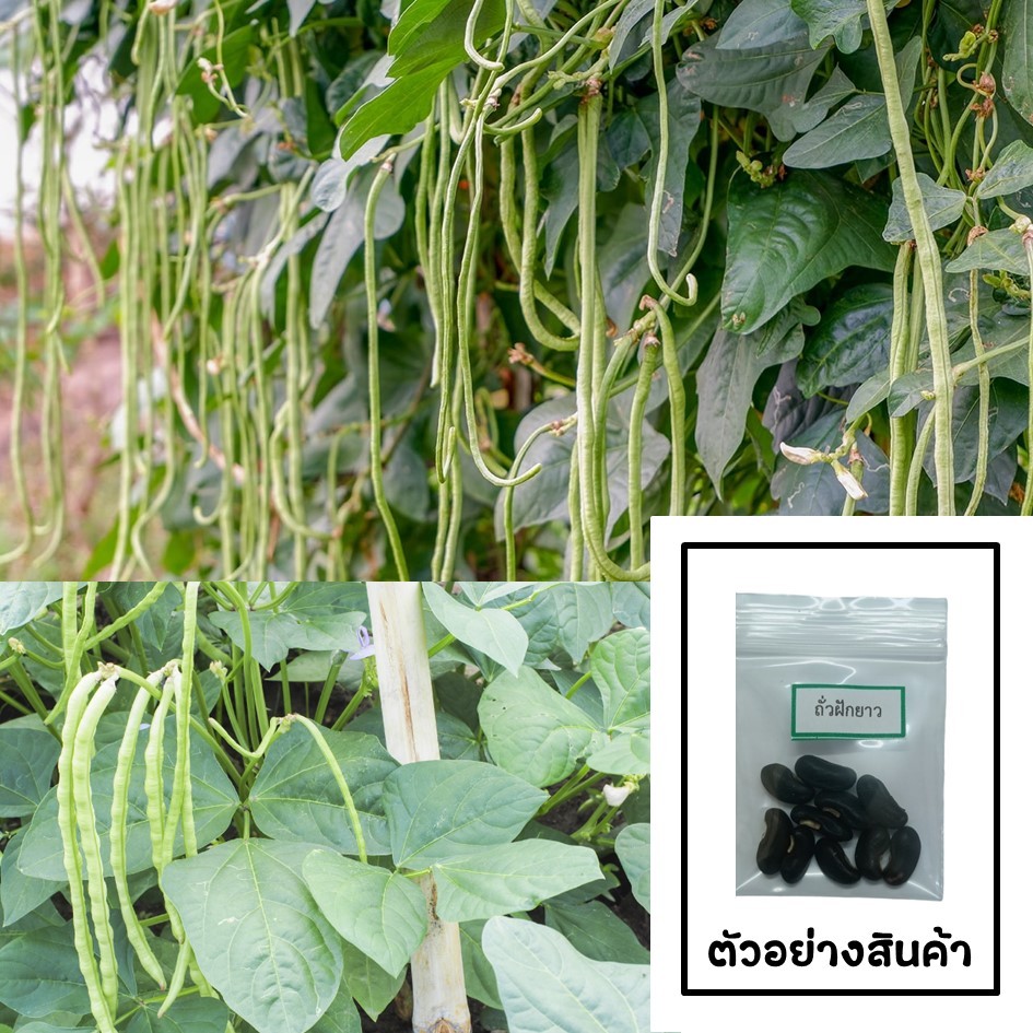 เมล็ดถั่วฝักยาว 10 เมล็ด 🌱 ซื้อ 10 แถม 2 คละได้ 💥 เลือกของแถมได้ คิดถึงเมล็ดผัก คิดถึง skinsun