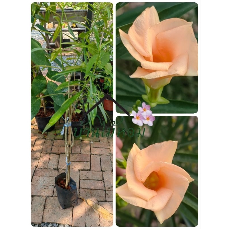 รำเพย/ยี่โถฝรั่งดอกสีโอนรสติดดอกตลอดปี