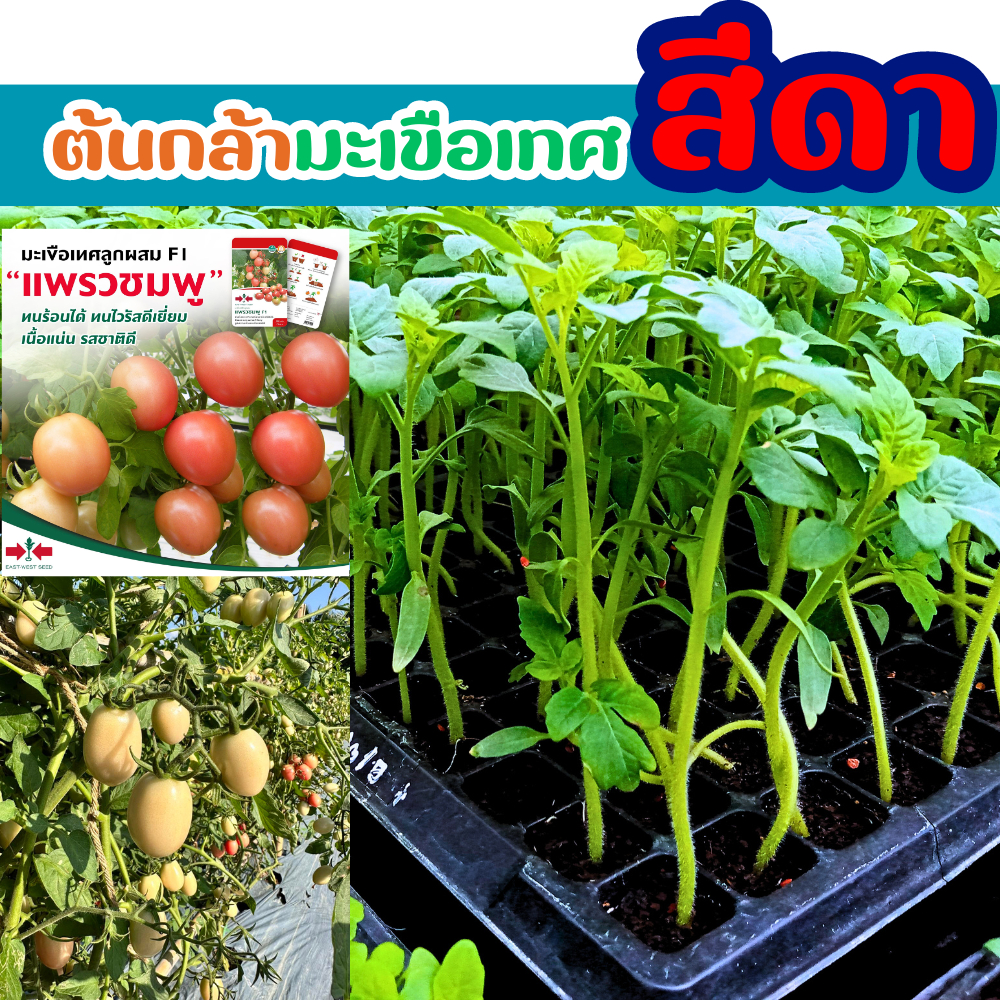 ต้นกล้า มะเขือเทศสีดา มะเขือเทศสัมตำ พันธ์ แพรวชมพู F1 ตราศรแดง ต้นอ่อนมะเขือเทศสีดา เบี้ยมะเขือเทศสีดา