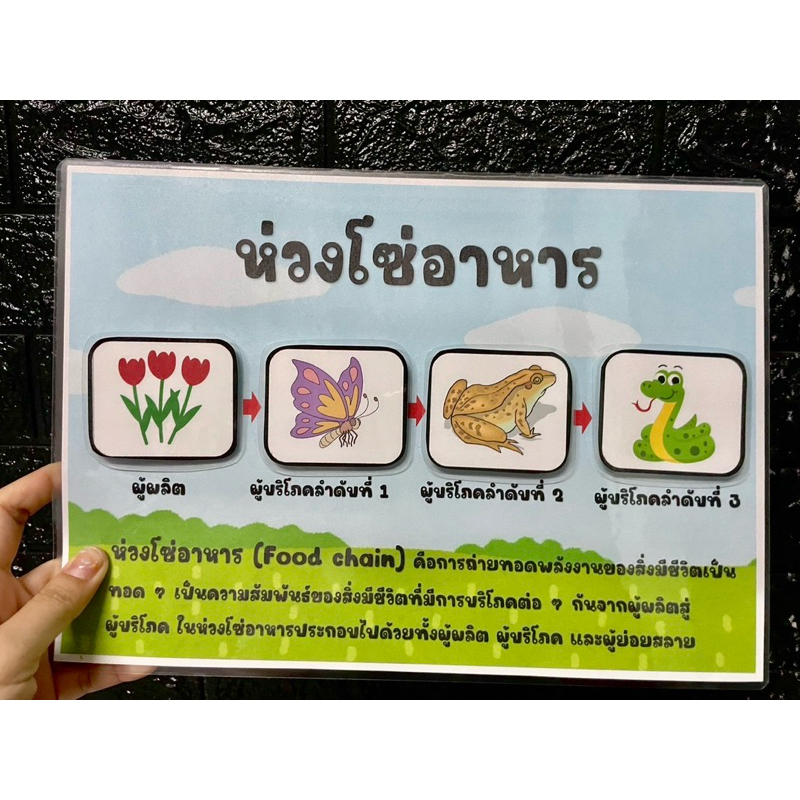 สื่อการสอนห่วงโซ่อาหารขนาดใหญ่ (ซื้อเป็นชุดถูกลง 50฿) ราคา ถูกที่สุด ดีลบีเคเค แกลเลอรีภาพที่ 7