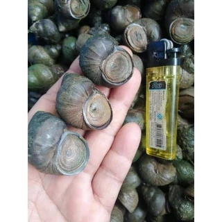 ⭐🐚แม่พันธุ์หอยขม(หอยจุ๊บ) สายพันธุ์เกษตรยักษ์ เนื้อสีทอง🐚⭐
