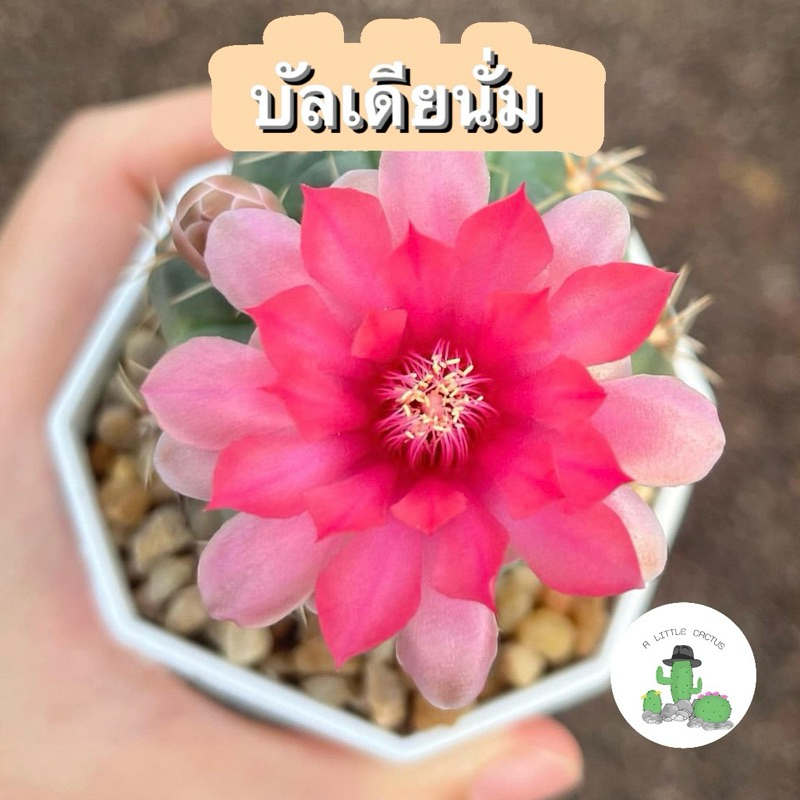 A Little cactus | บัลเดียนั่ม