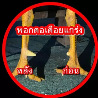 ชุดพอกตอไก่ชน เดือยไก่ ตอเทียม สีขาว เหลือง ดำ แข็งแรงติดทนนาน 💗แถมฟรีบล็อคเดือย 💗