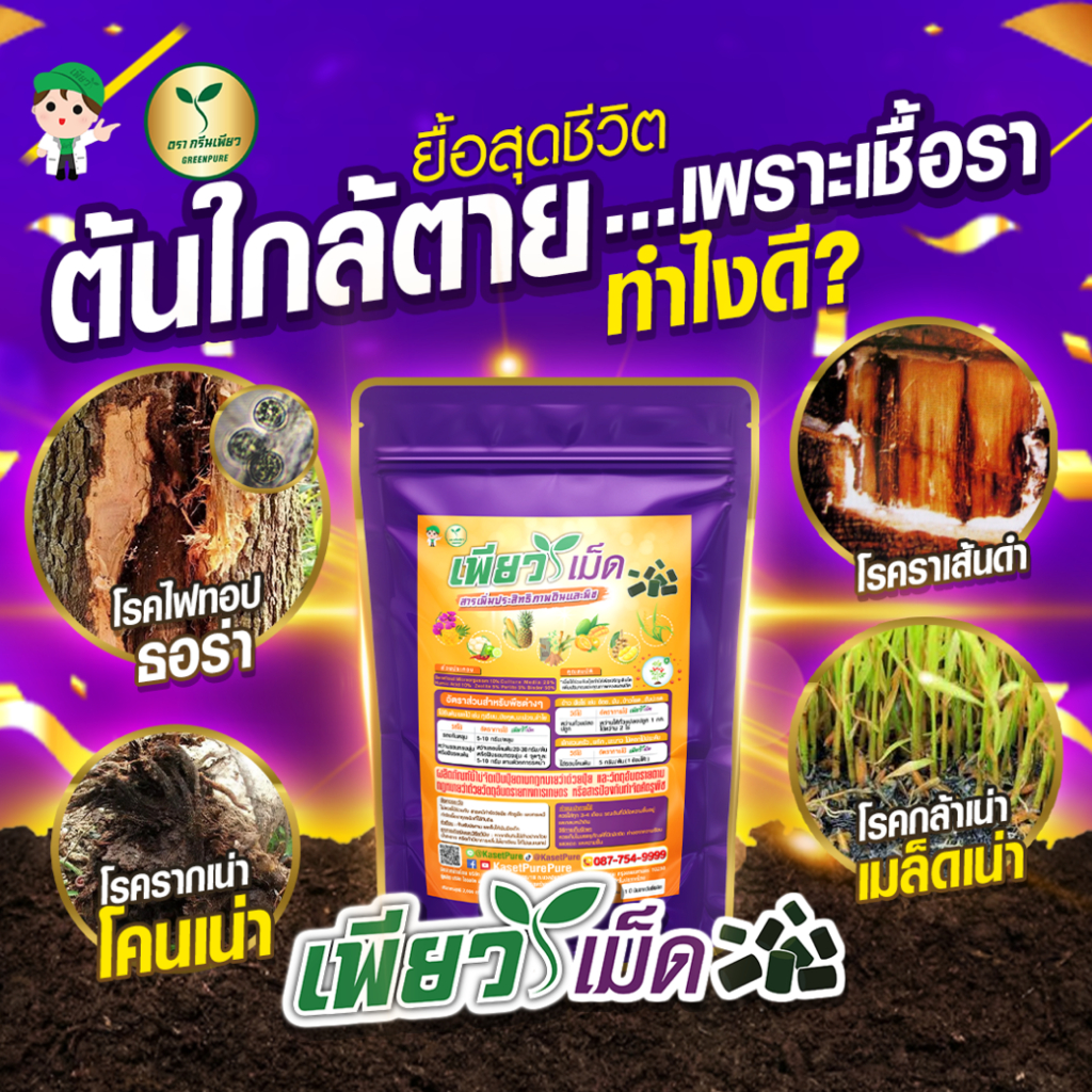 เพียวเม็ด 1 แถม 1 แก้เชื้อรา รักษาพืชป่วย ต้นโทรม ใบร่วง ดอกร่วง ผลร่วง-เน่า ใบจุด ราน้ำค้าง ราสนิม ราคา ถูกที่สุด ดีลบีเคเค แกลเลอรีภาพที่ 9