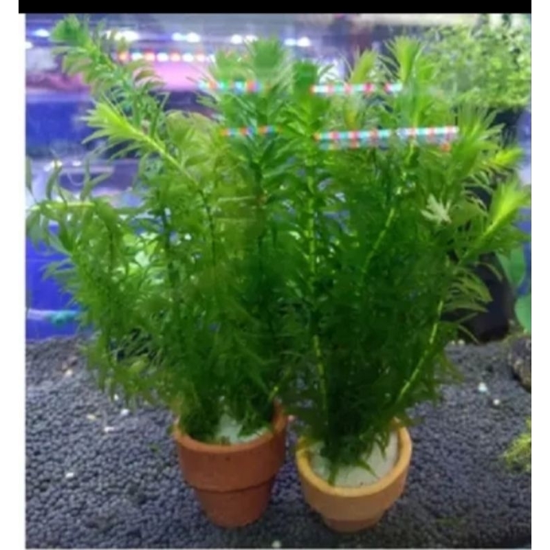 ต้นสาหร่ายเดนช่านอกสวยมาก(1กระถาง 50 บาท ซื้อ 2 แถม 1) ใส่ตู้ปลา บ่อปลา