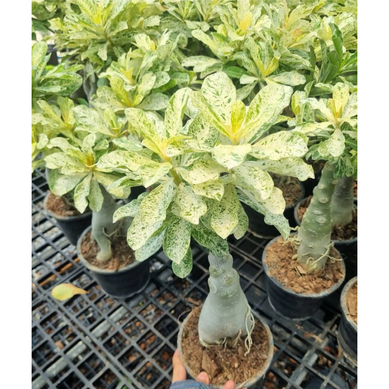 ต้นชวนชมด่างลายหินอ่อน Adenium #Marble โขดสวยใบด่าง ไม้มงคลทนแดด