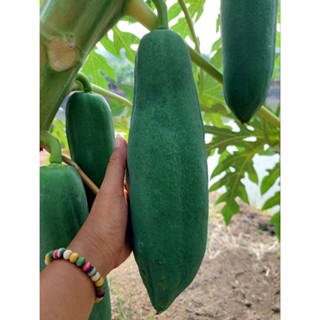 #พร้อมส่ง#มะละกอดิบ สด ใหม่จากสวน ปลอดสารพิษ 1 ลูก 1.5-2 กก.…