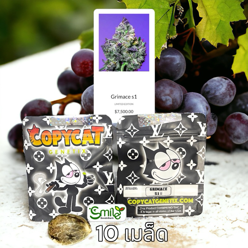 เมล็ดกัญชา Grimace S1 (Fem) ใหม่!!  - Copycat Genetix