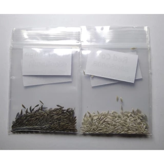 เมล็ดสลัด เรดคอสใบตรง 100 เมล็ด 10 บาท งอกดีมีคู่มือในการปลูก