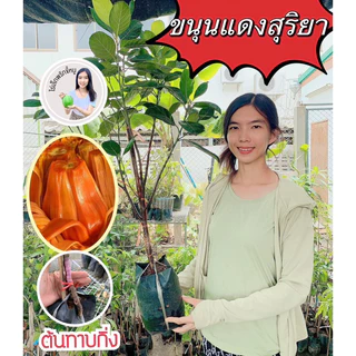 #ต้นขนุนแดงสุริยา ((ทาบกิ่ง)) สูงราว30-70เซน 1 ปีติดผล