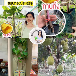 #ต้นขนุนทองประเสริฐ ((ราชาขนุน )) (ต้นทาบกิ่ง) สูงราว30-70เซน 1 ปีติดผล