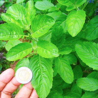 ผักสวนครัว📌10แถม1!!📌ถูกที่สุด 9 บ.📌เมล็ดพันธุ์ผักสวนครัว 5-500 เมล็ด🌿 ขายดีที่สุด🌱งอกง่าย🌱มีคู่มือการปลูก [10 แถม 1]