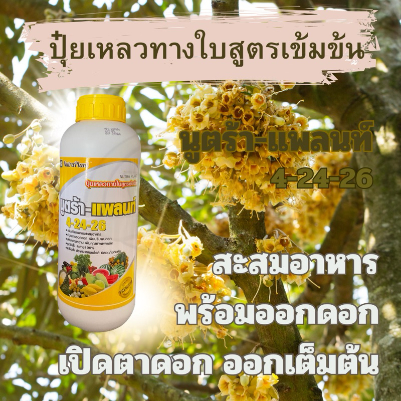 ปุ๋ยเหลวทางใบ สูตรเข้มข้น นูตร้า-แพลนท์ 4-24-26 สะสมอาหาร