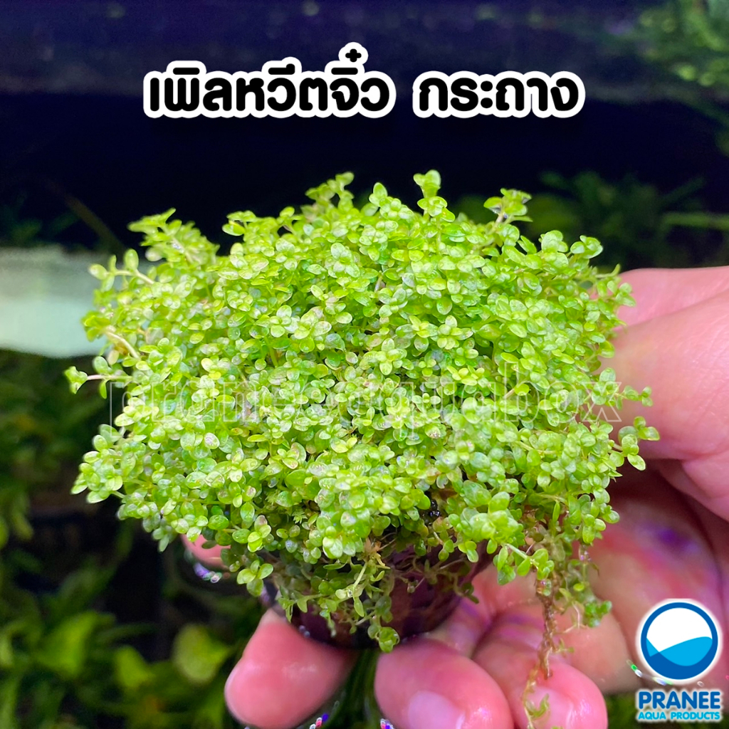 เพิลหวีตจิ๋ว กระถางดำ พร้อมปลูก (Hemianhus Callitrichoides) ต้นไม้น้ำ