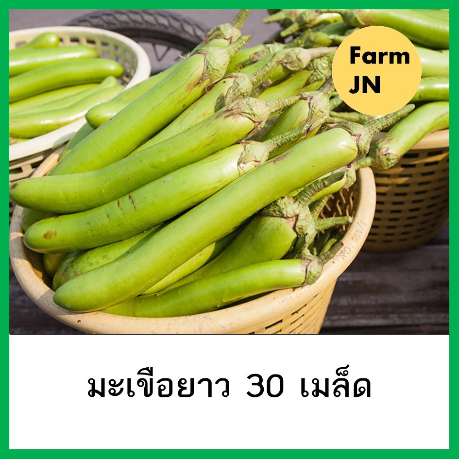 เมล็ดมะเขือยาว เมล็ดผักสวนครัว  10 แถม 1