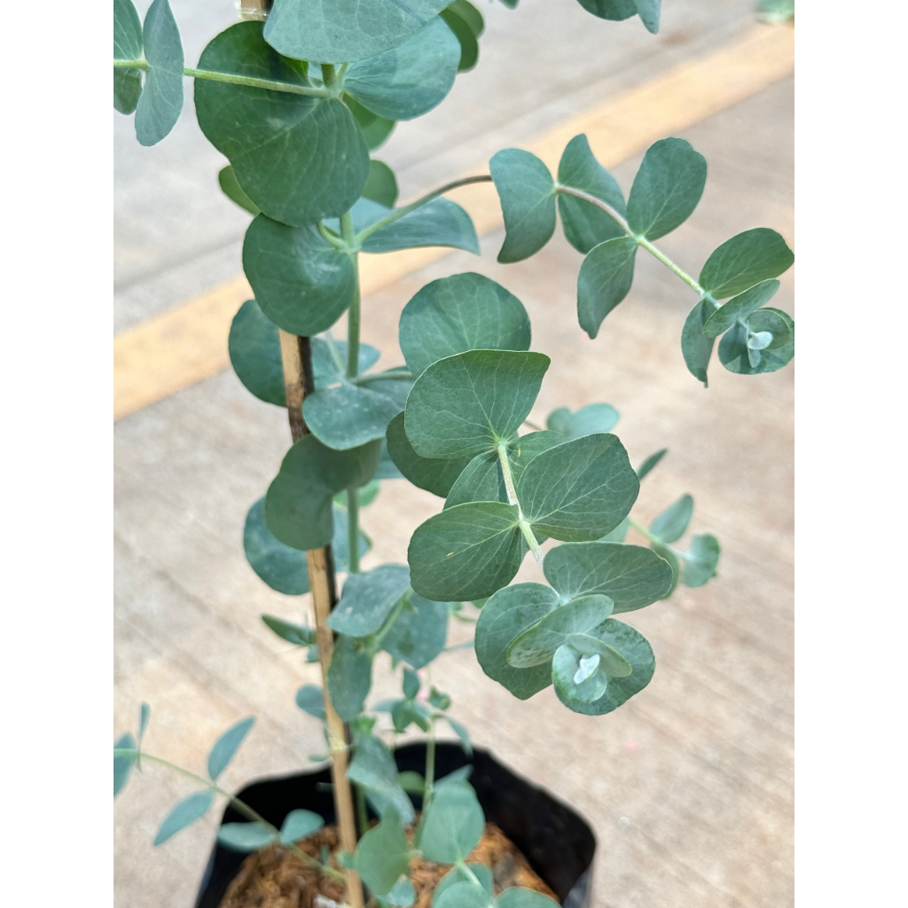 มุมมอง 5