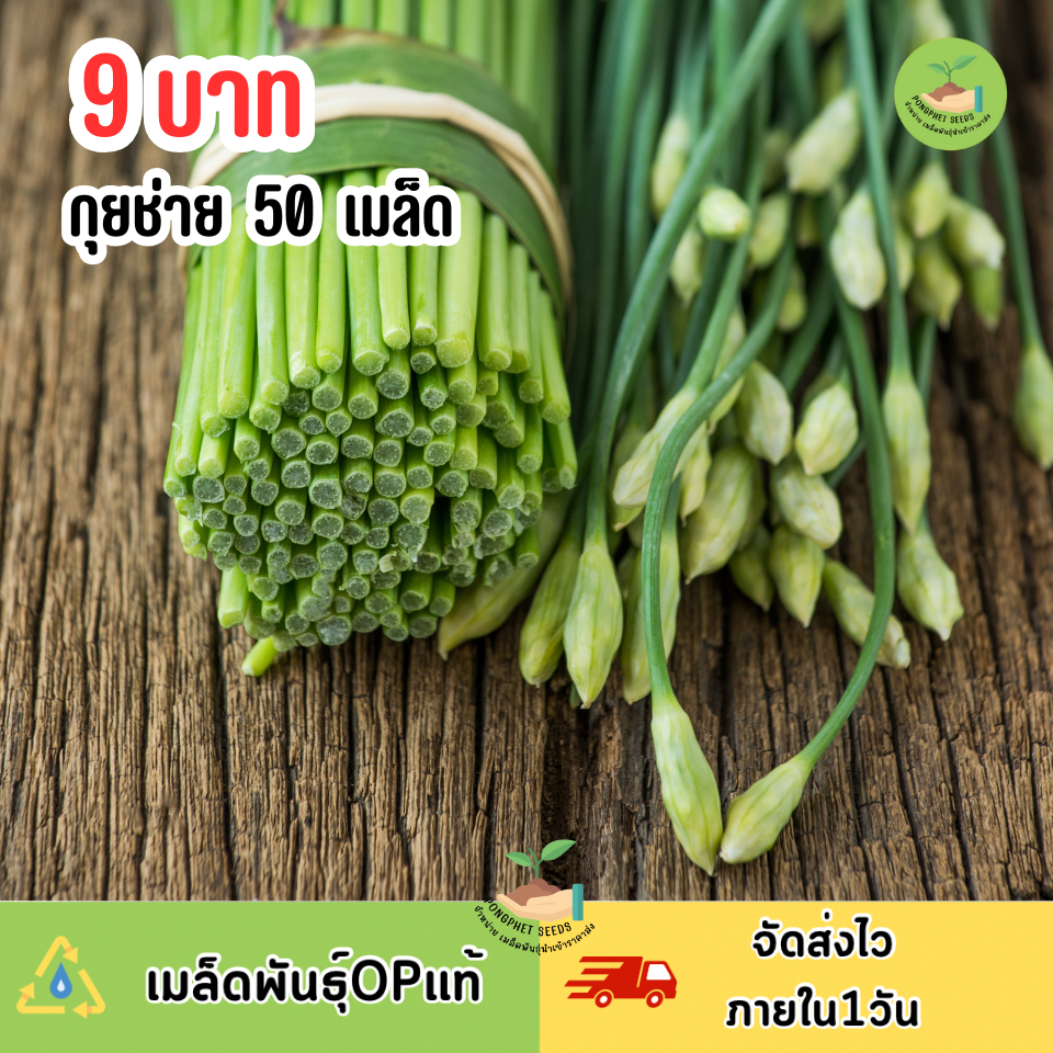 9บาท เมล็ดพันธุ์กุยช่าย 50 เมล็ด