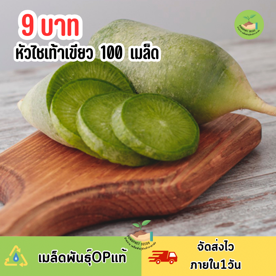 9บาท เมล็ดพันธุ์หัวไชเท้าเขียว100เมล็ด