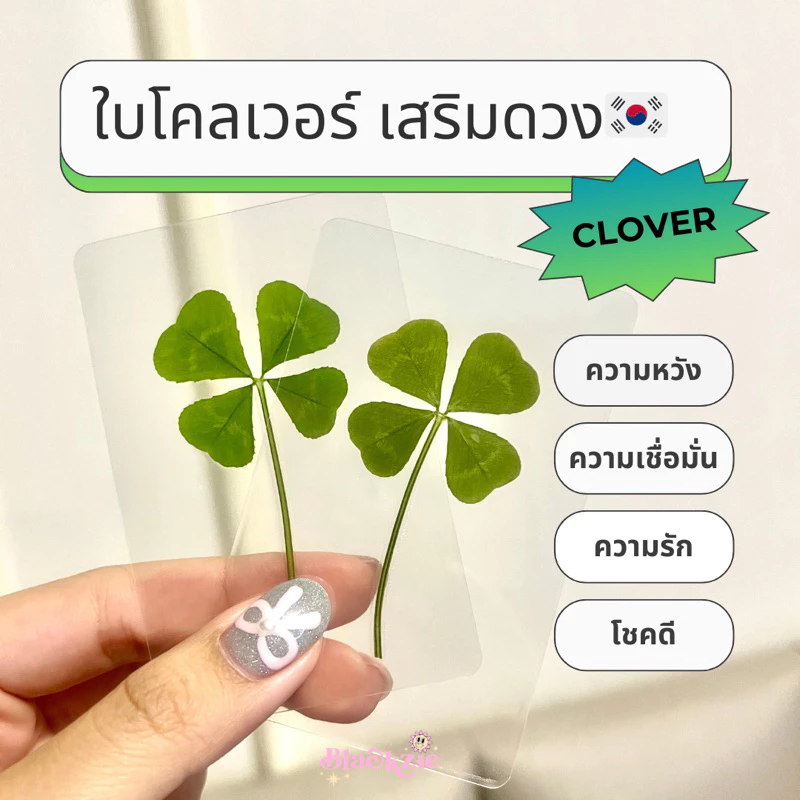 🇰🇷🍀🔮(พร้อมส่ง ใบแท้)ใบโคลเวอร์ 4 แฉก ใบจริง ของแท้จากเกาหลี🇰🇷 (Leaf Clover) ใบไม้แห่งความโชคดี (ใช้โค้ดในvideoได้!!!)