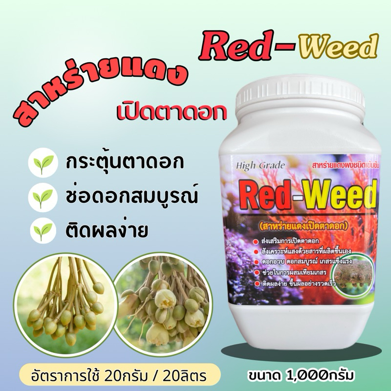 สาหร่ายเปิดตาดอก สาหร่ายแดง Red-weed ขนาด1กิโลกรัม