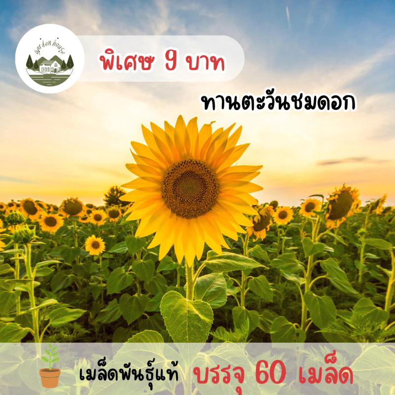 เมล็ดพันธุ์ทานตะวันชมดอก 60 เมล็ด