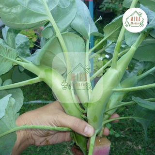 เมล็ดพันธุ์ คะน้าเห็ดหอม บรรจุ 100 เมล็ด