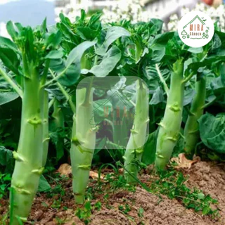 เมล็ดพันธุ์ คะน้าเห็ดหอม บรรจุ 100 เมล็ด