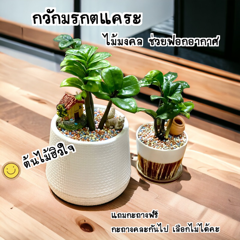 กวักมรกตแคระใบกลม Z.zamifolia Dwarf ต้นไม้จริงคัดฟอร์มสวย ไม้มงคล ช่วยฟอกอากาศ ตกแต่งสไตล์มินิมอล