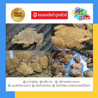 ยีสต์ Star Yeast ผสมอาหารสัตว์ 1 กก.