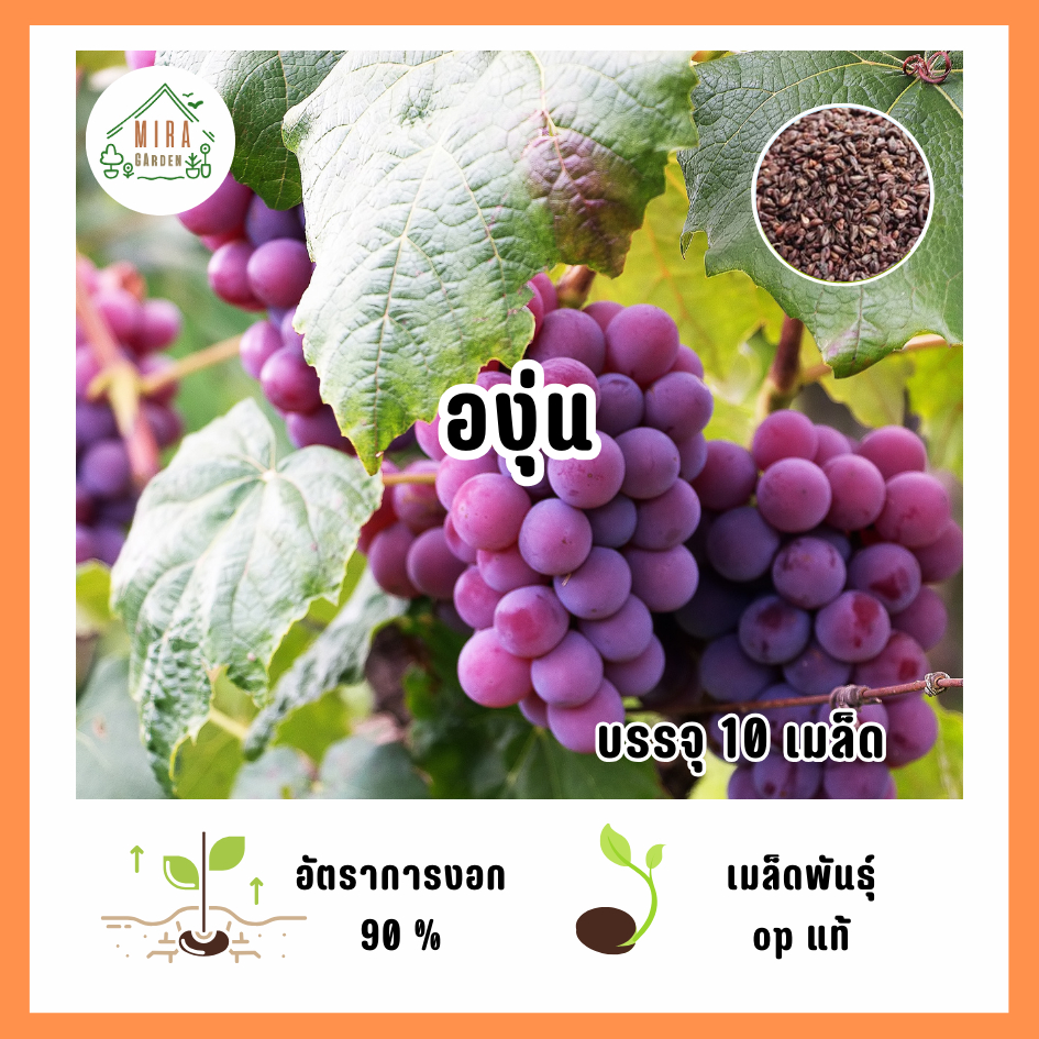 เมล็ดพันธุ์ องุ่นม่วง บรรจุ 10 เมล็ด