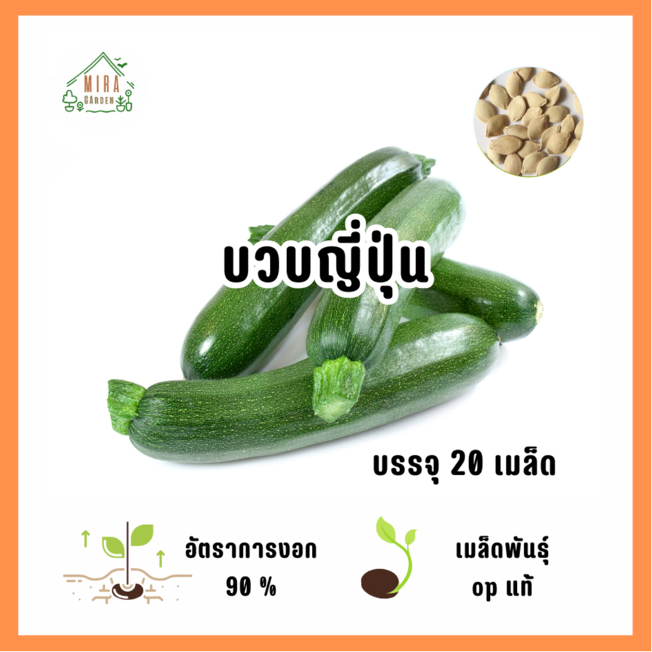 เมล็ดพันธุ์ บวบญี่ปุ่น (ซูกินี) บรรจุ  20 เมล็ด