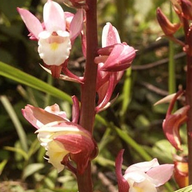 2หัว/ออเดอร์ ว่านหัวครู ว่านกายสิทธิ์ ว่านดิน ว่านหัวครู Eulophia spectabilis