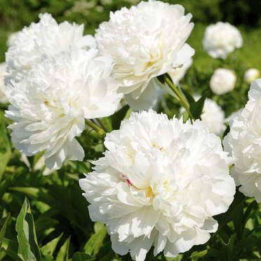 5 เมล็ด โบตั๋น ดอกพีโอนี ดอกโบตั๋น ดอกพีโอนี ดอกพีโอนี Peony สีขาว White Peony