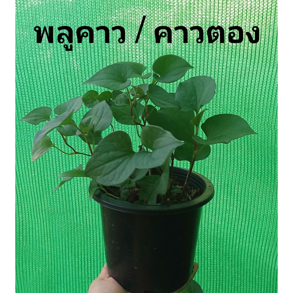 ต้นพลูคาว หรือผักคาวตอง สมุนไพรในถุงดำพรัอมปลูก